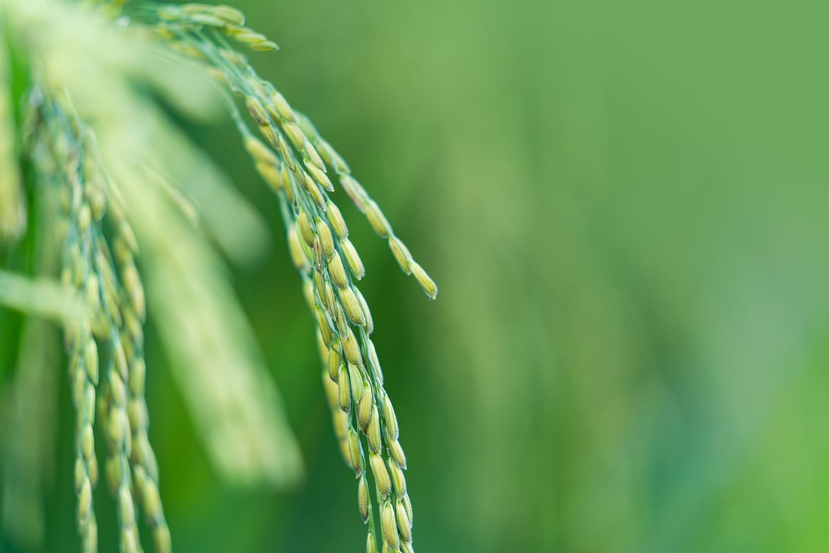 Rice plant growing in agricultural plantation